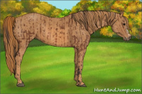 Horse Color:Bay Splash Frame  Brindle
