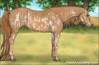 Horse Color:Chestnut Splash Frame Brindle