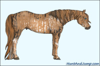 Horse Color:Gray Black Splash Frame  Brindle