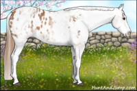 Horse Color:White Spotted Chestnut Appaloosa 