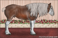 Horse Color:Silver Bay Splash 