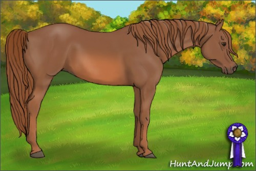 Horse Color: Liver Chestnut 