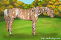 Horse Color:Brown Appaloosa  Brindle