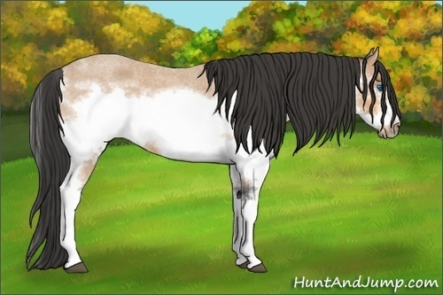 Horse Color: Bay Roan Splash Frame  and Bay Roan Splash Frame 