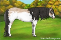 Horse Color:Bay Roan Splash Frame  and Bay Roan Splash Frame 