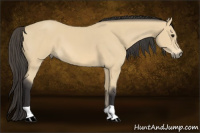 Horse Color:Buckskin 