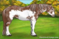 Horse Color:Chestnut Sabino Frame  Brindle