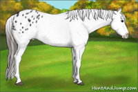 Horse Color:Black Appaloosa Rabicano 