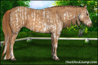 Horse Color:White Spotted Chestnut Splash Frame  Brindle