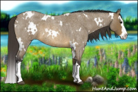 Horse Color:White Spotted Buckskin Roan Splash 
