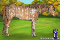 Horse Color:Black Splash Frame  Brindle
