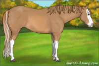 Horse Color:Chestnut Splash 