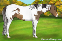 Horse Color:White Spotted Buckskin Tobiano 