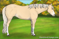 Horse Color:Palomino Splash Frame 