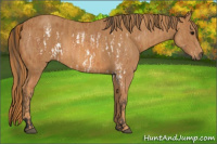 Horse Color:Bay Splash Frame Brindle
