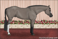 Horse Color:Brown Dun