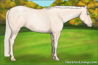 Horse Color:Gold Cream Champagne Pearl 