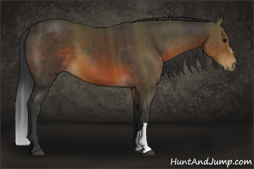 Horse Color: Brown 