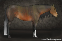Horse Color:Brown 