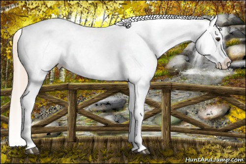 Horse Color: Chocolate Palomino Roan Blanket 