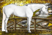 Horse Color:Chocolate Palomino Roan Appaloosa