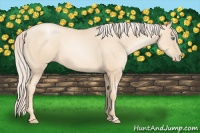 Horse Color:Gold Cream Champagne Pearl 