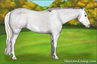 Horse Color:Silver Black Splash Varnish Rabicano 