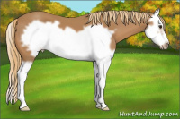 Horse Color:Chestnut Splash Frame 