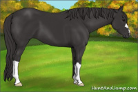 Horse Color:Smoky Black