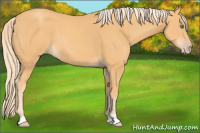 Horse Color:Gold Cream Champagne