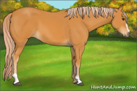 Horse Color:Palomino Sabino 