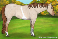 Horse Color:Red Dun Roan Tobiano 