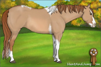 Horse Color:Red Dun Splash Tobiano Rabicano