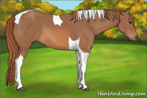 Horse Color: Chestnut Tobiano 
