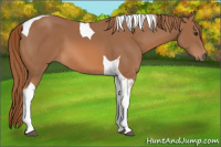 Horse Color:Chestnut Tobiano
