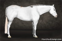 Horse Color:Red Dun Sabino Splash 