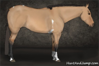 Horse Color:Bay Dun Tobiano 