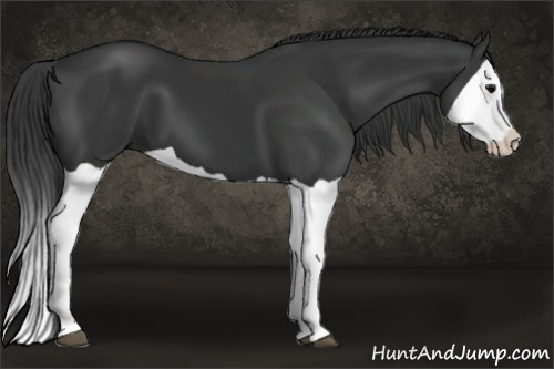 Horse Color: Black Splash 