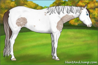Horse Color:Sable Champagne Ice Roan Splash Tobiano 