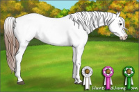 Horse Color:White Spotted Black Appaloosa Rabicano 