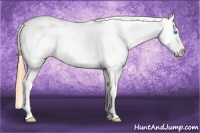 Horse Color:Buckskin Pearl Blanket Rabicano 