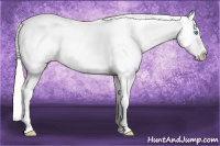 Horse Color:Silver Buckskin Pearl Appaloosa 