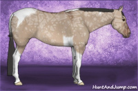 Horse Color:Bay Ice Dun Tobiano Rabicano 