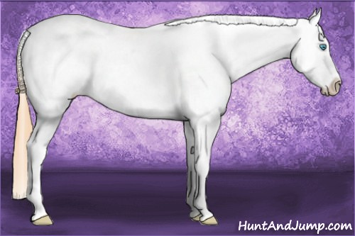 Horse Color: Buckskin Pearl Tobiano Blanket 