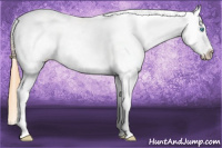 Horse Color:Buckskin Pearl Tobiano Appaloosa