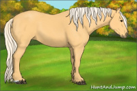 Horse Color:Palomino