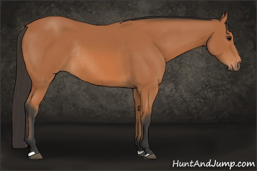Horse Color: Bay Rabicano 