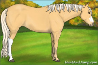 Horse Color:Palomino 
