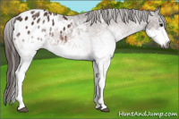 Horse Color:Gray White Spotted Brown Appaloosa 