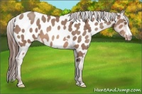 Horse Color:Sable Champagne Frame Near Leopard 